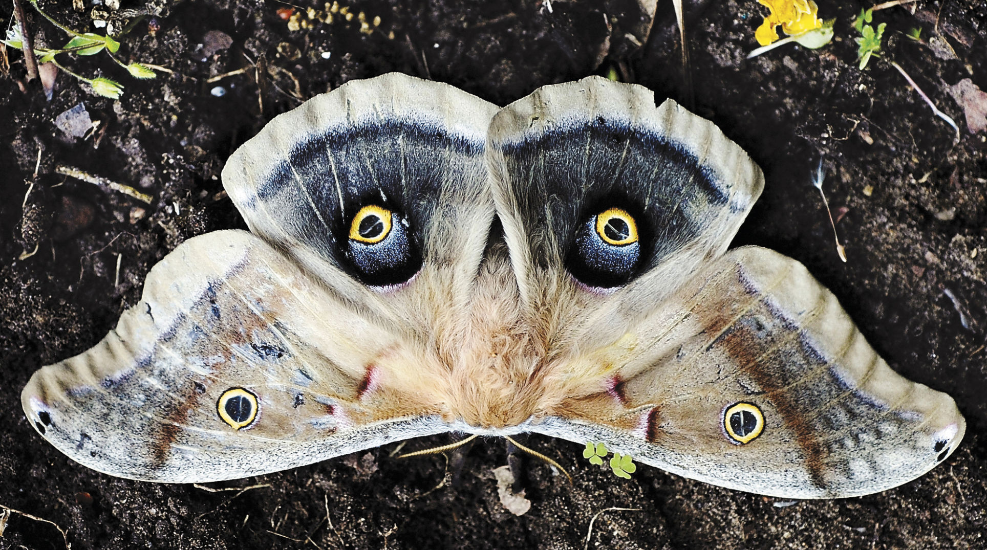 Unseeing eyes